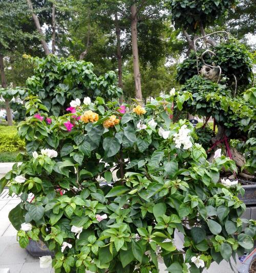 厦门适宜种植的花卉种类详解（打造亚热带美丽城市）
