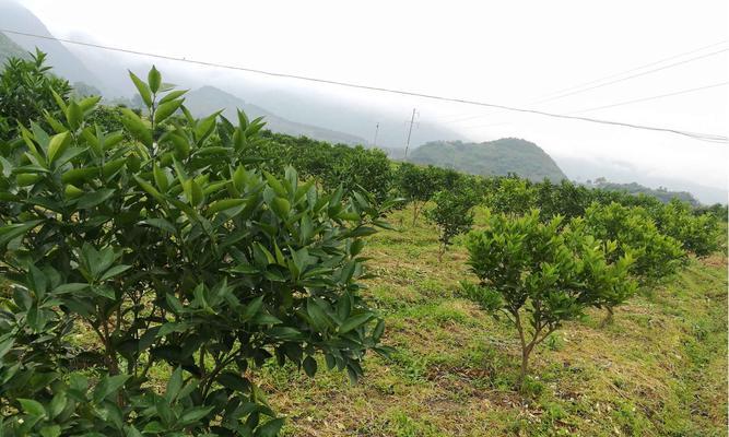 夏橙种植条件及适宜地区（适宜的气候）