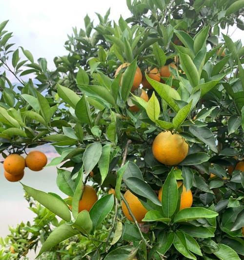 夏橙种植条件及适宜地区（适宜的气候）
