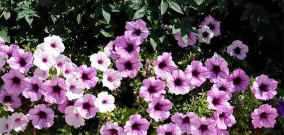 盛夏绽放，缤纷花海（探秘夏季开花花卉）