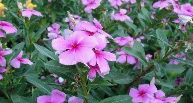 盛夏绽放，缤纷花海（探秘夏季开花花卉）