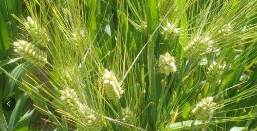 夏季农作物种植指南（选择适合夏季生长的农作物）