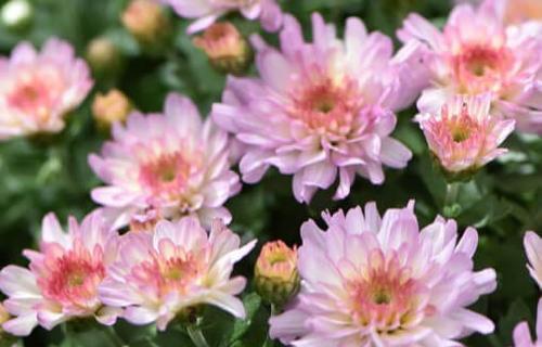 夏菊开花全过程剖析（一年开几次花）