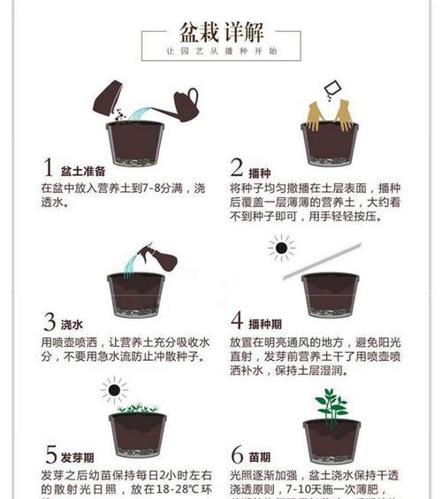 夏菊开花全过程剖析（一年开几次花）