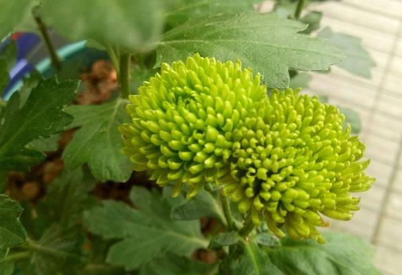 夏菊修剪方法全解析（夏菊修剪技巧）