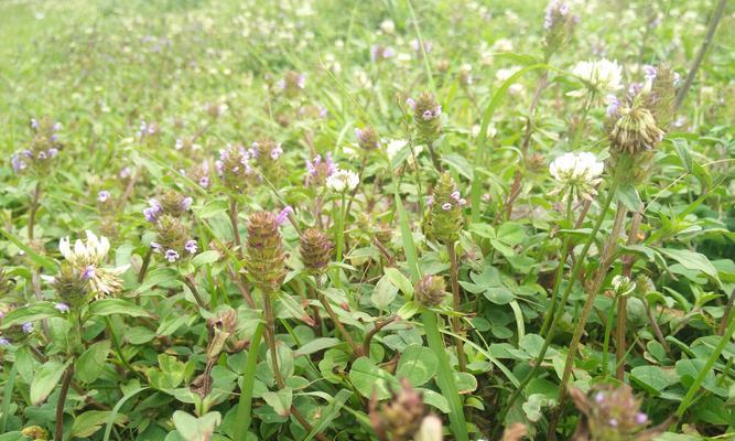 夏枯草种植时间和方法详解（夏枯草的生长环境和特点）