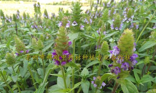 夏枯草种植时间和方法详解（夏枯草的生长环境和特点）