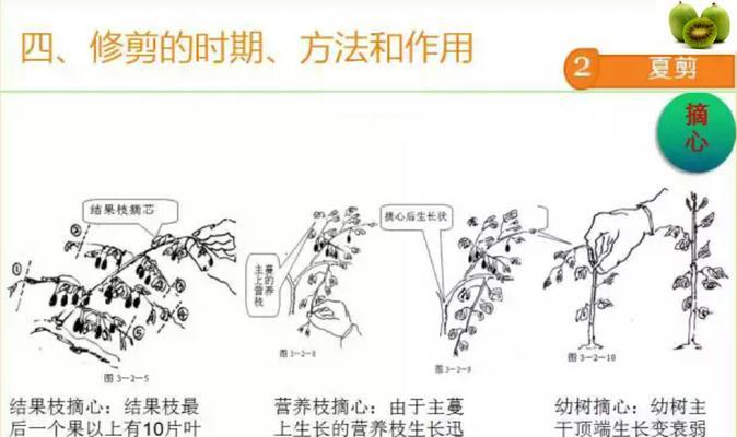 夏洛特夫人的修剪方法（打造美丽花坛的秘诀）