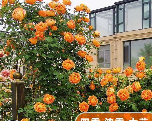 夏洛特夫人的修剪方法（打造美丽花坛的秘诀）