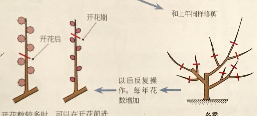 夏洛特夫人的修剪方法（打造美丽花坛的秘诀）