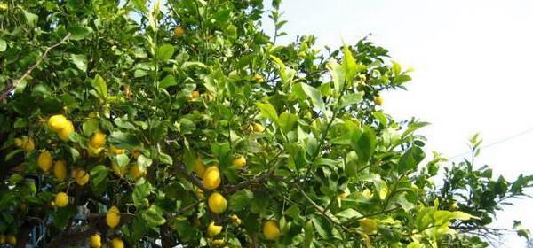 夏天的果实，让我们来品尝（探寻盛夏季节下的果树世界）