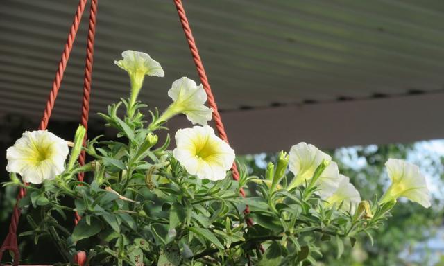 夏天适合种什么植物（15种适合夏季种植的植物种类一览）