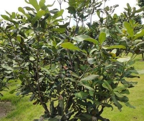 解密夏威夷果的神秘面纱（夏威夷果是一种什么植物的果实）