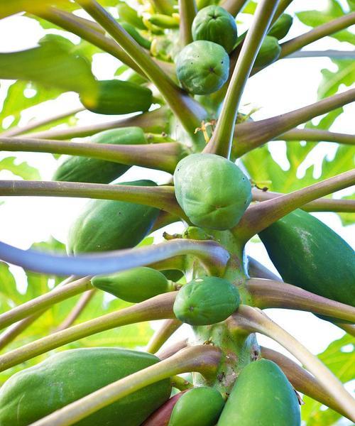 解密夏威夷果的神秘面纱（夏威夷果是一种什么植物的果实）
