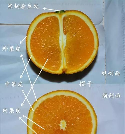 快速简单的夏威夷果剥皮方法（夏威夷果剥皮技巧）