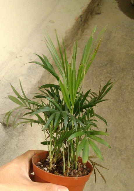 夏威夷椰子修剪方法（打造美丽健康的椰子树）