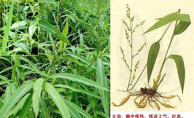 夏威夷竹的养殖方法与注意事项（学会这些技巧）