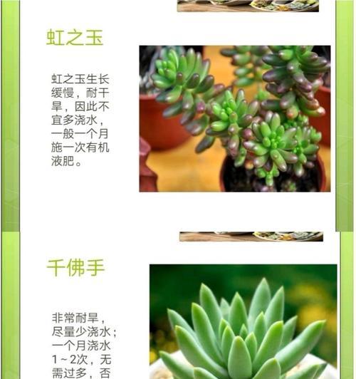 夏威夷竹浇水的正确方法（打造繁茂健康的夏威夷竹）