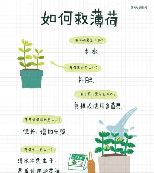 夏威夷竹浇水的正确方法与时间（让你的夏威夷竹健康茁壮成长）