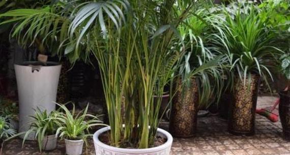 如何处理夏威夷竹子烂根问题（防止夏威夷竹子烂根的方法和处理步骤）