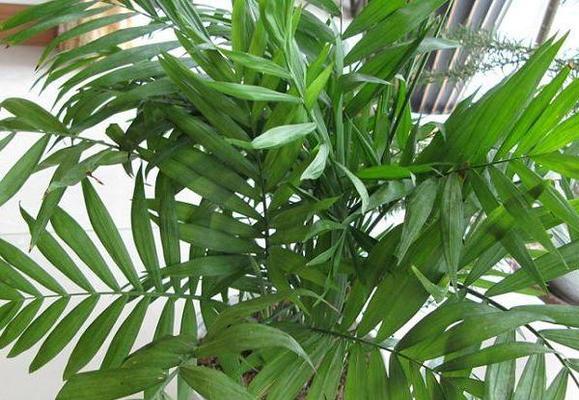 夏威夷竹子修剪全指南（细节决定成败）