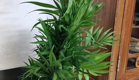夏威夷竹子修剪全指南（细节决定成败）