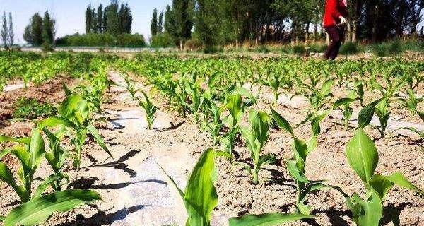 夏玉米出苗时间及影响因素（探究夏玉米出苗的时间与影响因素）