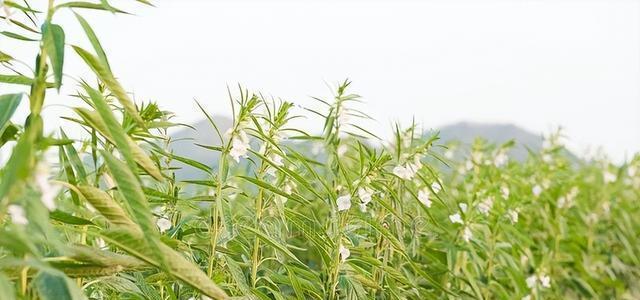 夏至，优选种植什么作物（农业生产的最佳选择及注意事项）