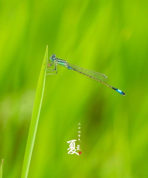 夏至，优选种植什么作物（农业生产的最佳选择及注意事项）