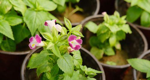 夏堇是多年生草本植物（揭开夏堇生长周期的谜团）
