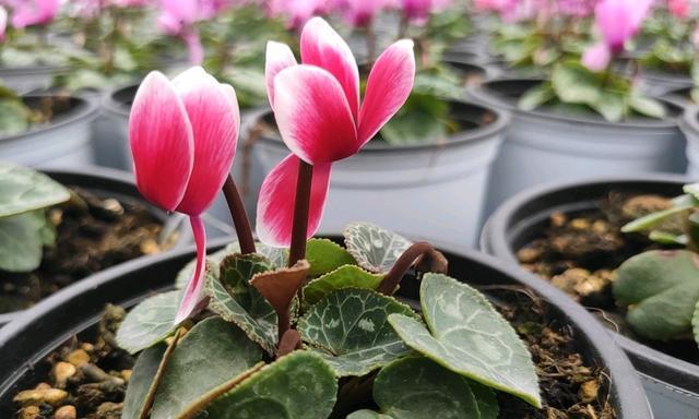 仙鹤来花，传递生命和希望的信仰（仙鹤代表的意义和仙鹤来花的故事）