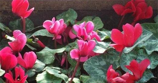 仙鹤来种子的种植技巧（打造一个美丽的花园）
