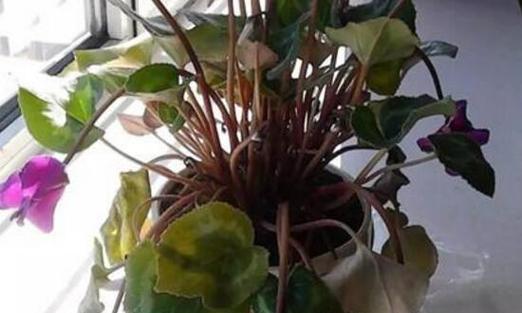 仙客来的根烂了，还能救活吗（教你如何拯救根烂的仙客来）