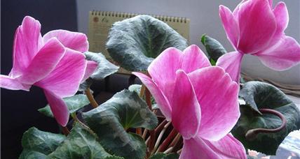 仙客来的花香味有毒吗（探究仙客来花香的危害性及应对措施）
