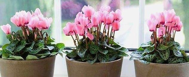 仙客开花指南（室内养护的小技巧与注意事项）