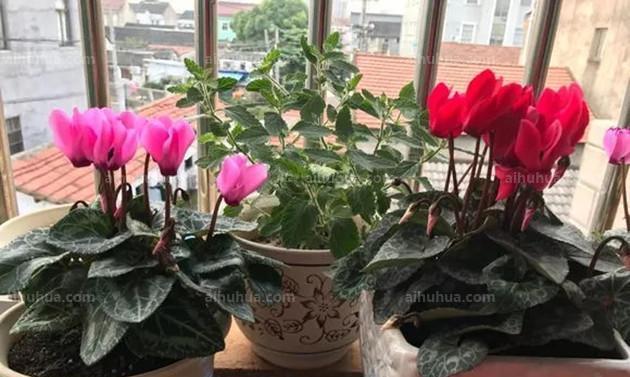 仙客开花指南（室内养护的小技巧与注意事项）