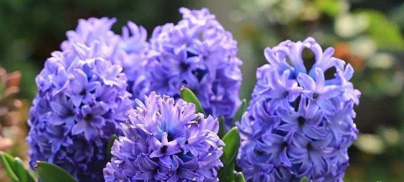 风信子的花语及寓意（探索风信子的神秘花语世界）