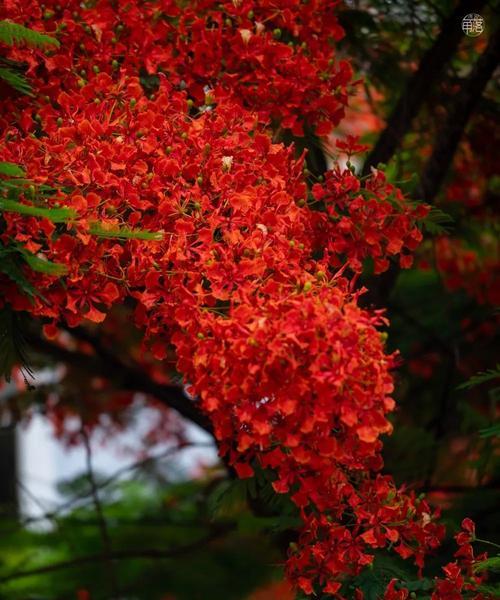 枫叶花语的美丽与意义（枫叶花语的神秘传承与人文情感）