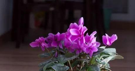 仙客来花的生长周期（从种植到开花需要多少时间）