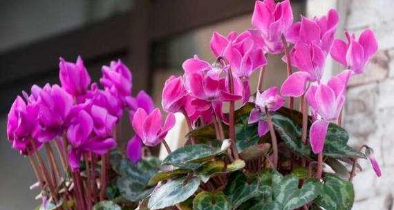 仙客来花的生长周期（从种植到开花需要多少时间）