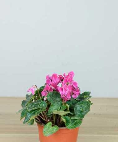 仙客来花的生长周期（从种植到开花需要多少时间）