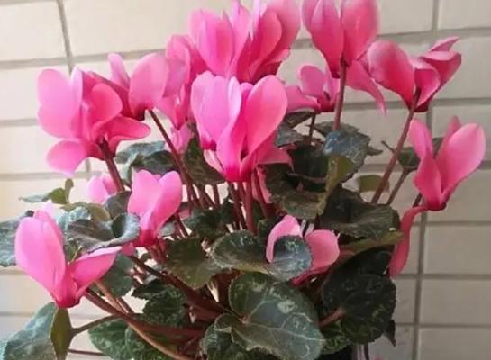 仙客来花期管理方法与要点（打造美丽花园）