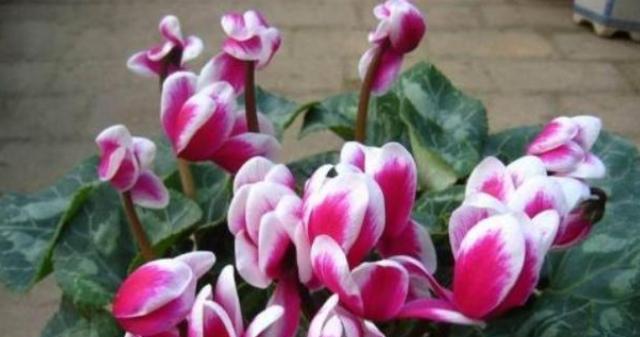 仙客来花期管理方法与要点（打造美丽花园）