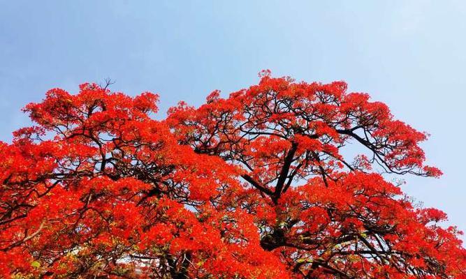 凤尾花（凤尾花的寓意与传说）