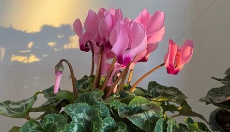 仙客来浇肥，你需要知道的肥料知识（让植物健康成长）