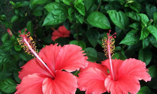 扶桑花的寓意与传说（探索扶桑花的象征意义及神话传说）