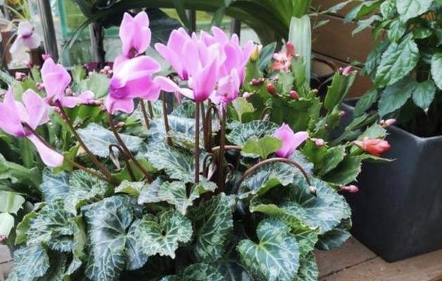 仙客来——可以放卧室的植物吗（了解仙客来的毒性及适合放置的场所）