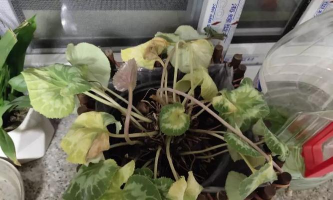 仙客来烂根的防治方法（如何防止仙客来烂根侵袭你的花园）