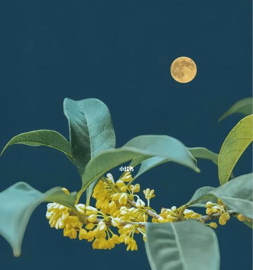 桂花的寓意与象征（香气传情）