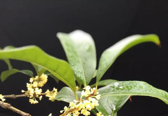 桂花的寓意与象征（香气传情）